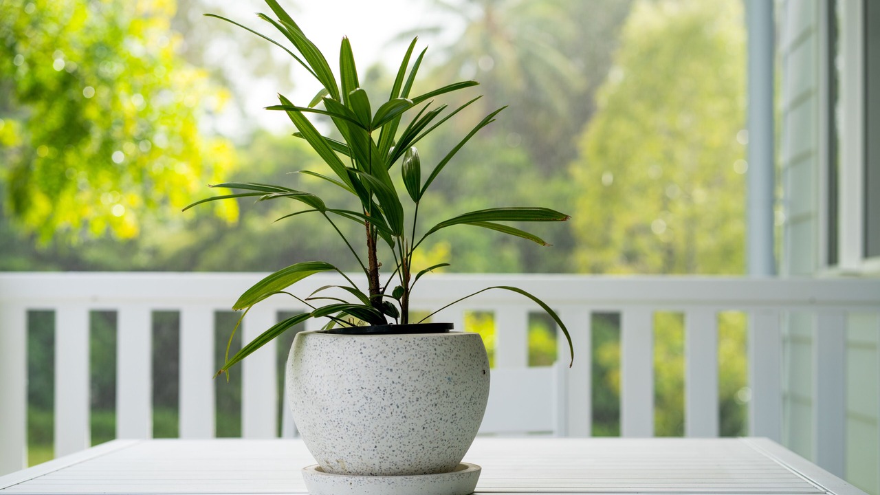 Photo of Patio Balcony in Trinity Beach
