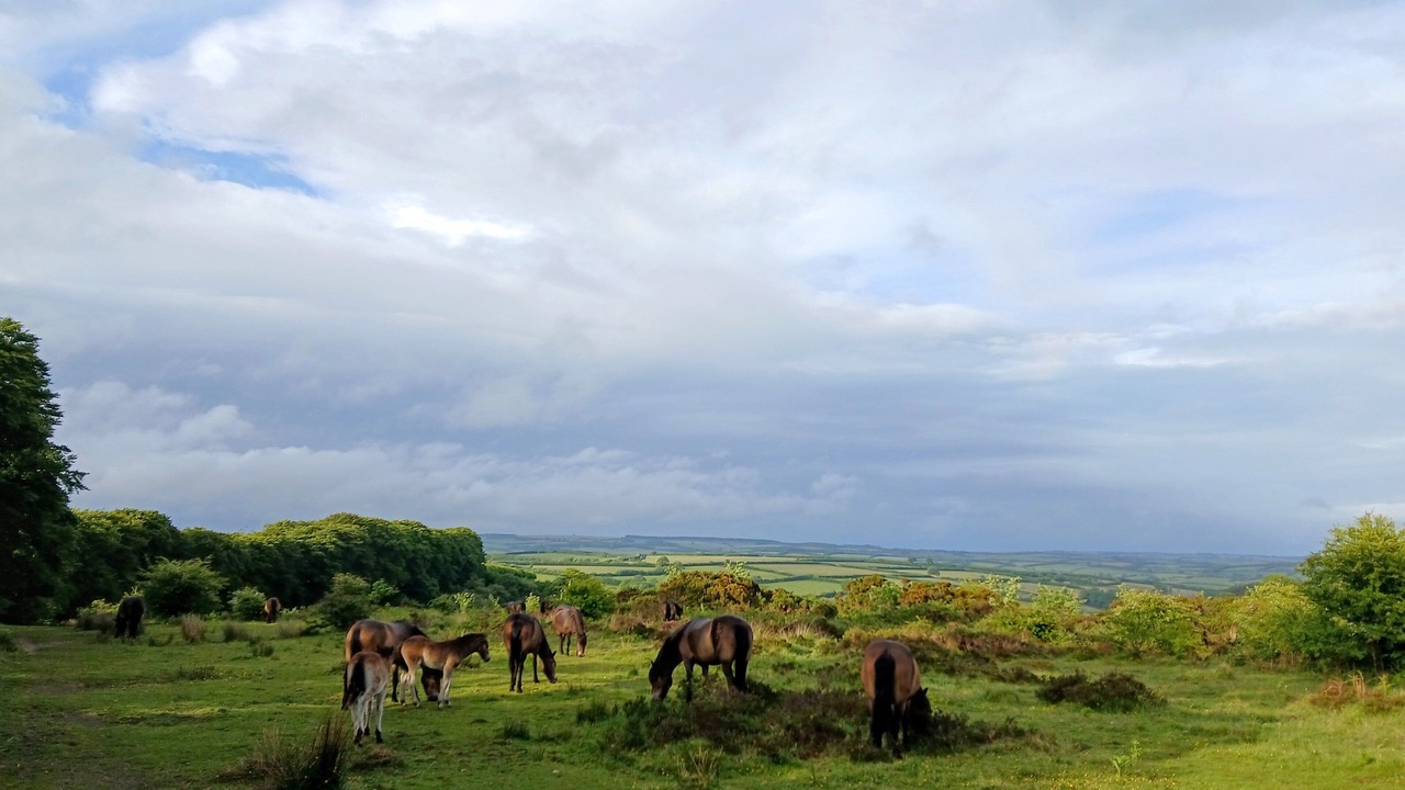 Photo of Others in Dulverton