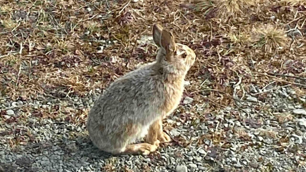 Photo of Others in Queens