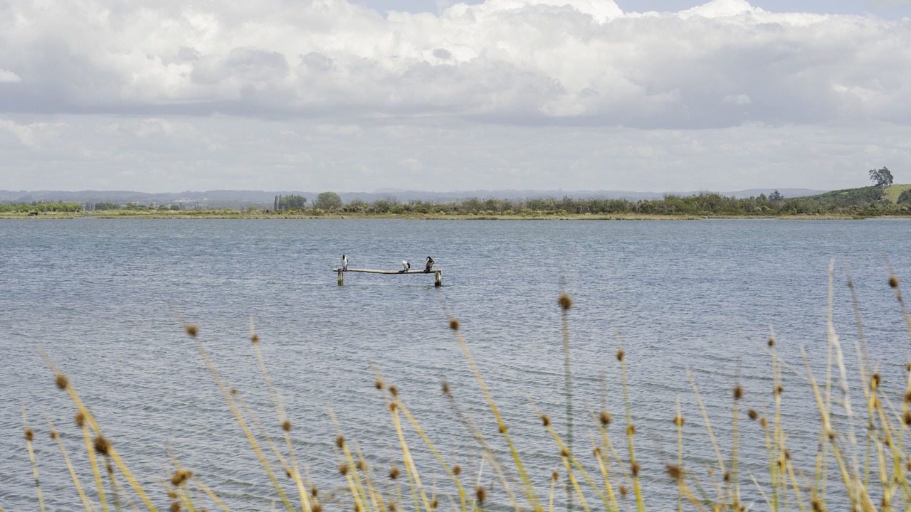 Photo of Others in Pukehina
