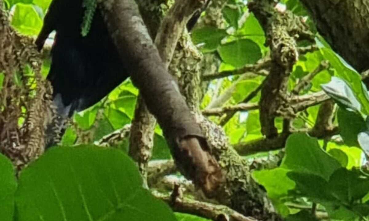 Photo of Outdoor in Waitoki