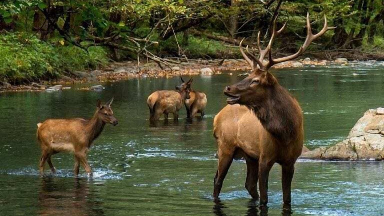 Photo of Others in Cherokee