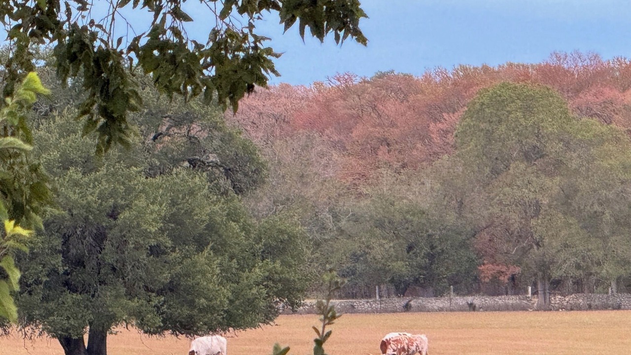 Photo of Others in Boerne