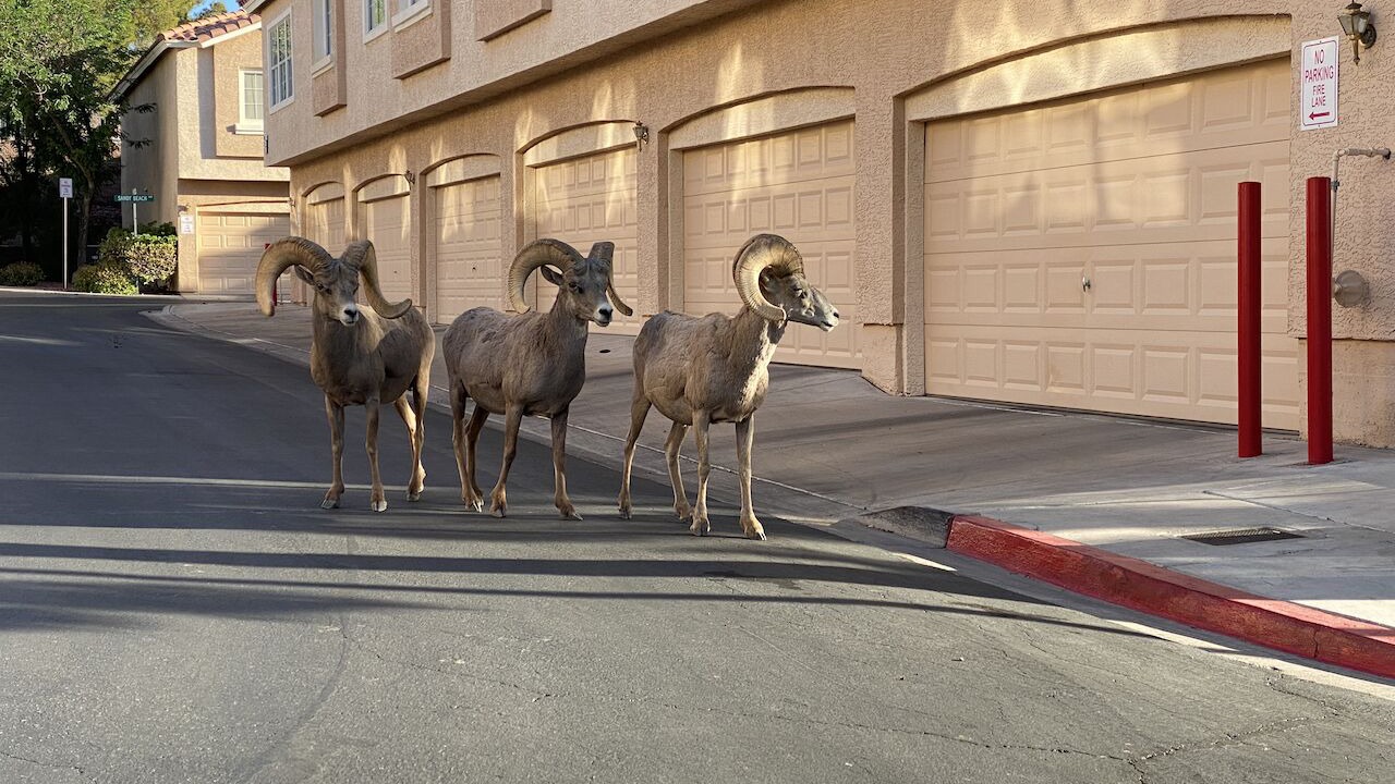 Photo of Others in Boulder City