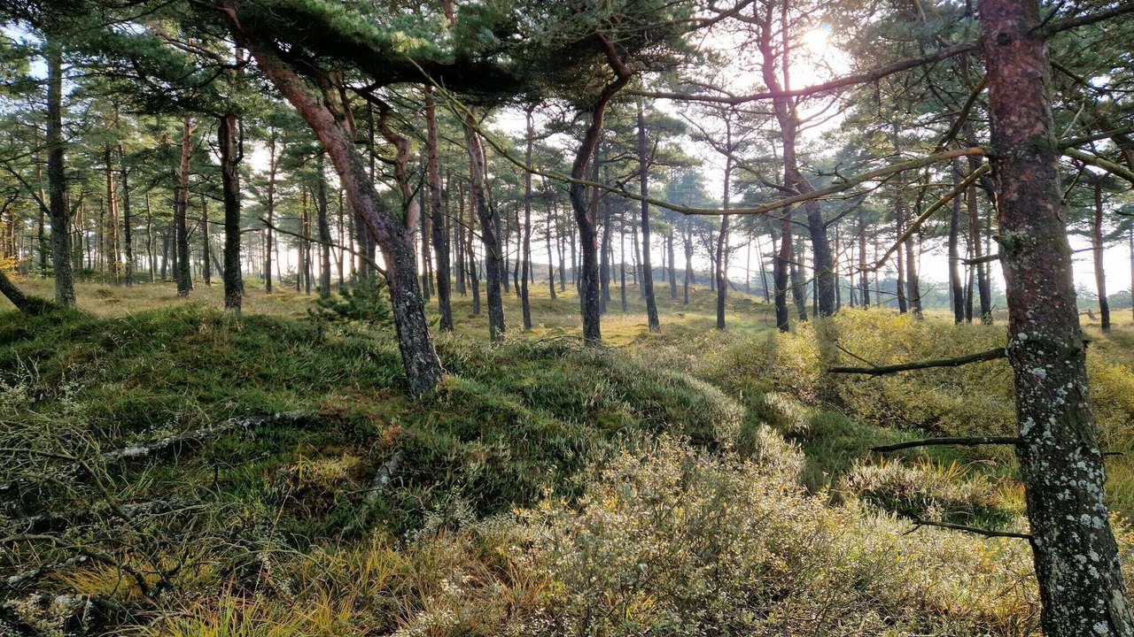 Photo of Outdoor in Kongsmark