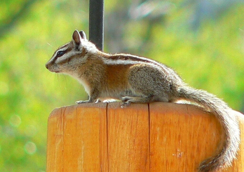Photo of Others in Marysvale