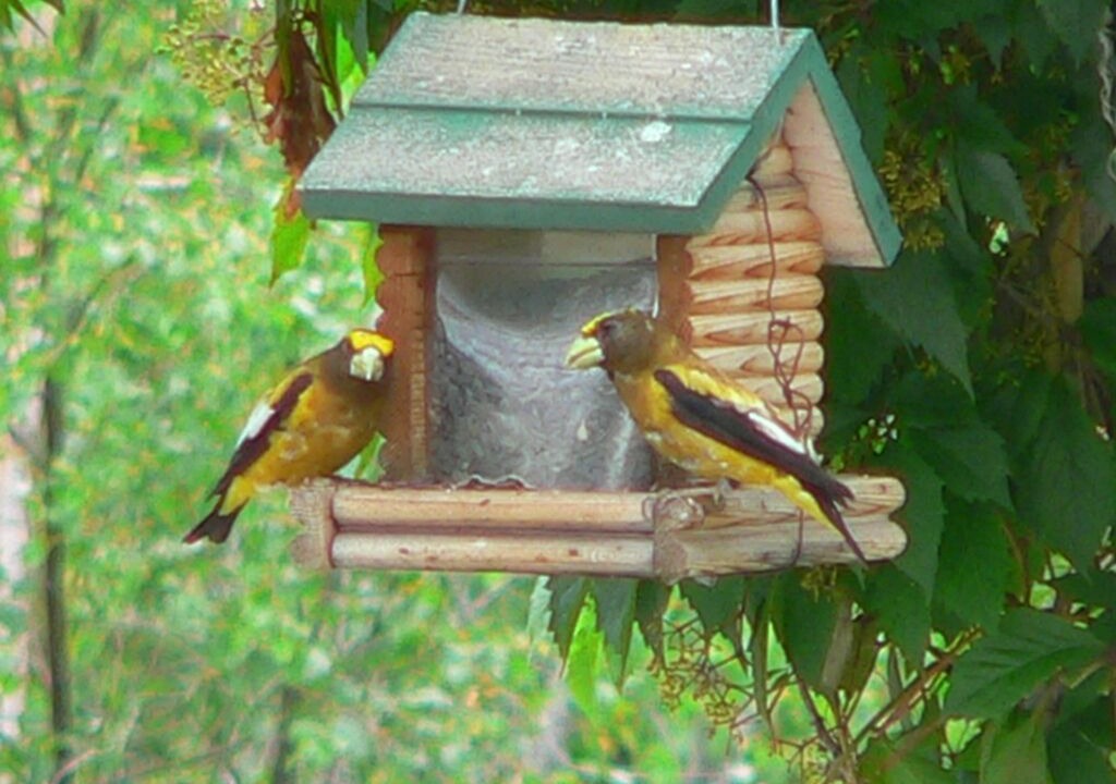 Photo of Outdoor in Marysvale