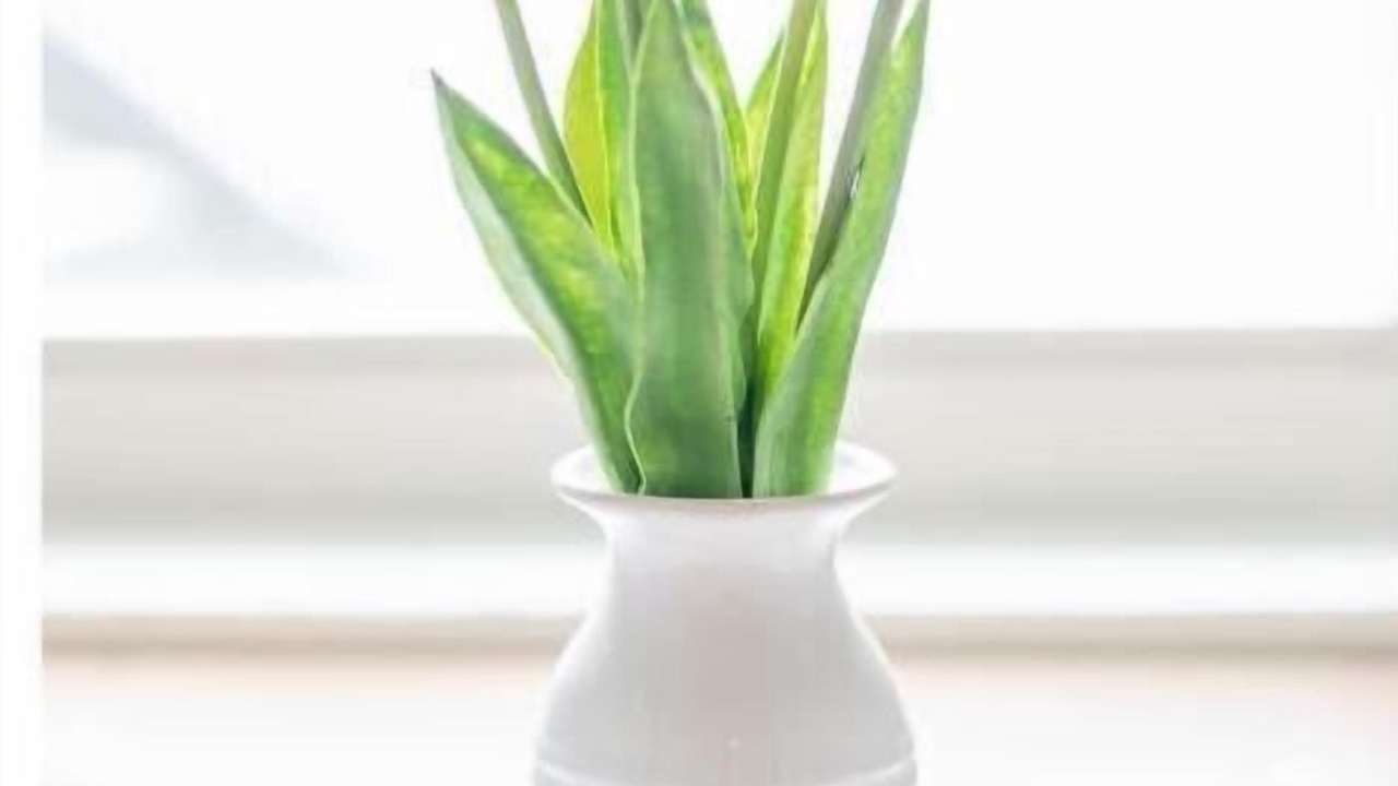 Photo of Others in East Kingston