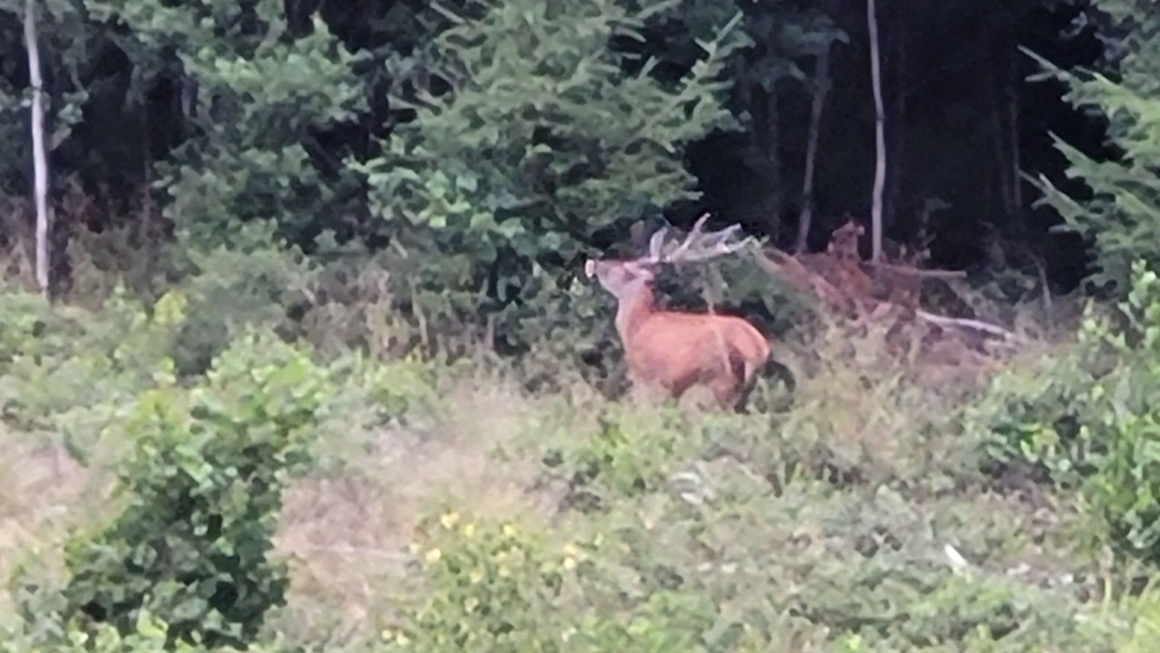 Photo of Others in Raon-sur-Plaine