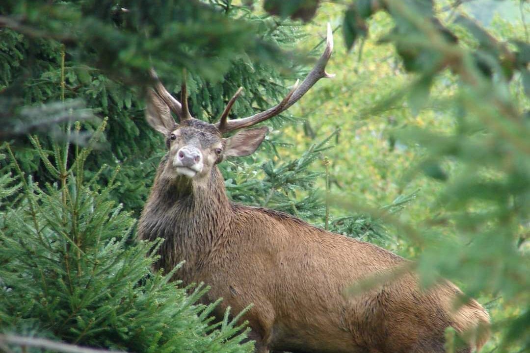 Photo of Others in Raon-sur-Plaine