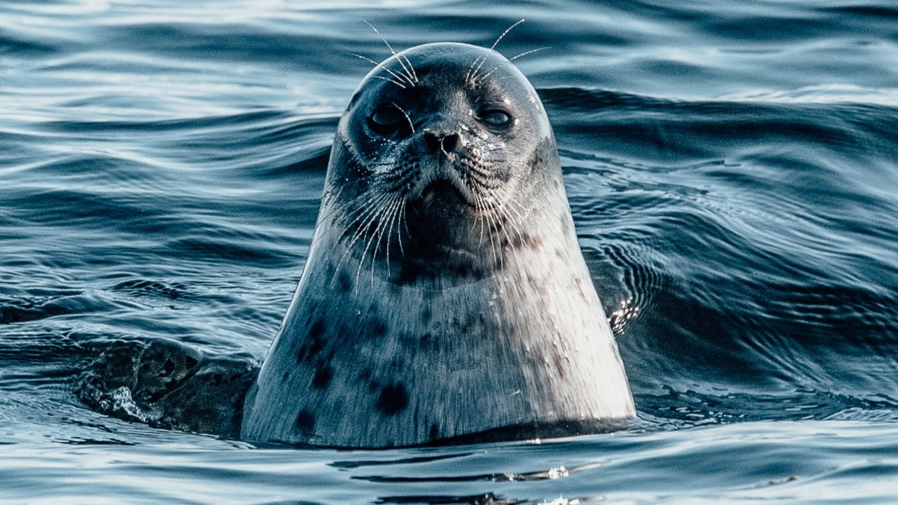 Photo of Others in Dublin Shore