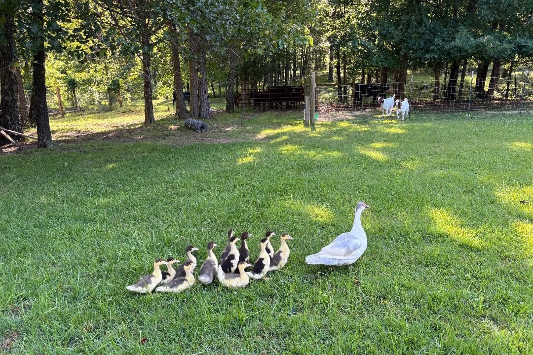 Photo of Outdoor in Heber Springs