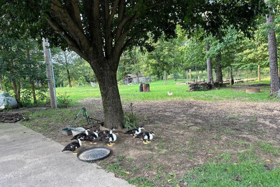 Photo of Outdoor in Heber Springs