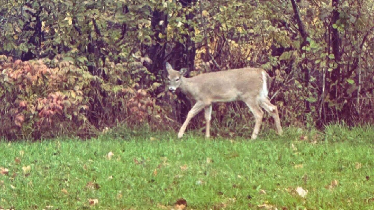 Photo of Others in Saint-Juste-du-Lac