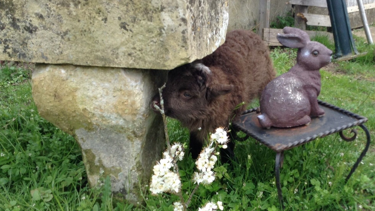Photo of Outdoor in Cour-Cheverny
