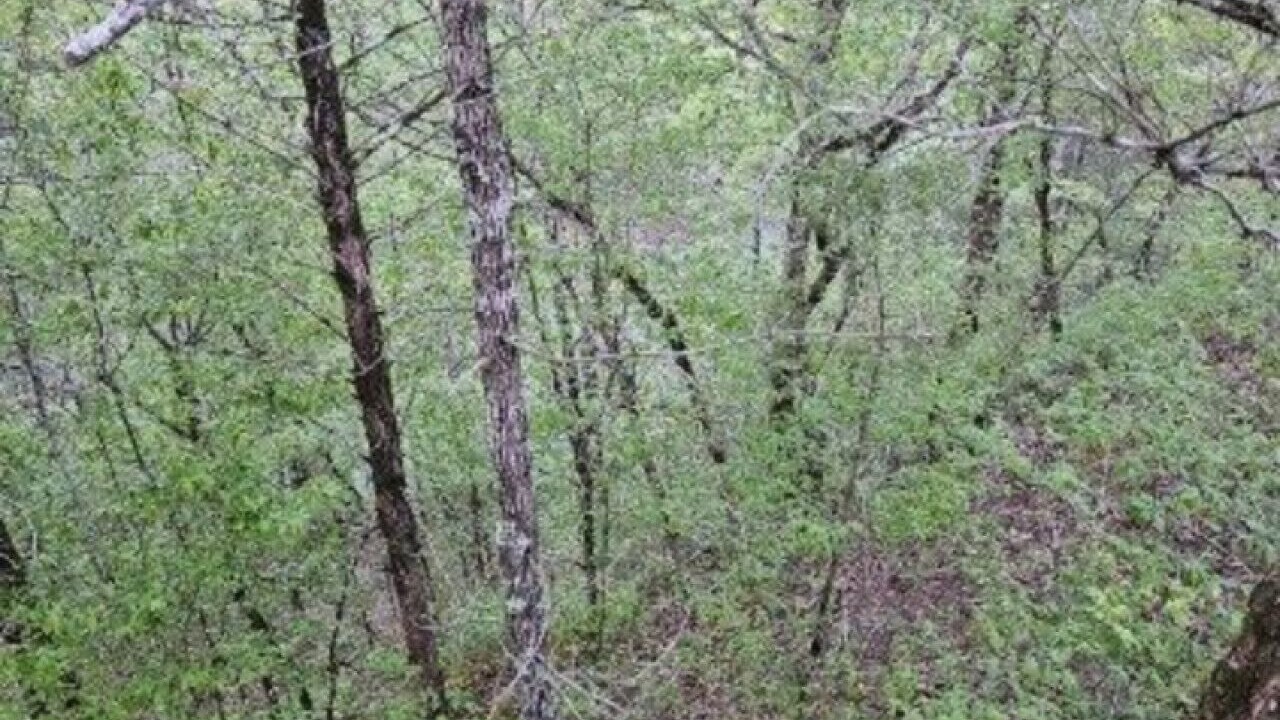 Photo of Others in Smithville