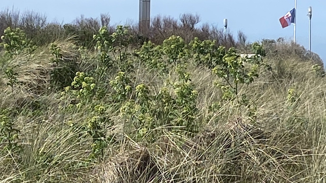 Photo of Others in Courseulles-sur-Mer