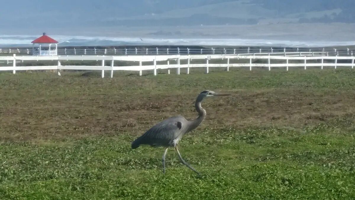 Photo of Outdoor in Point Arena