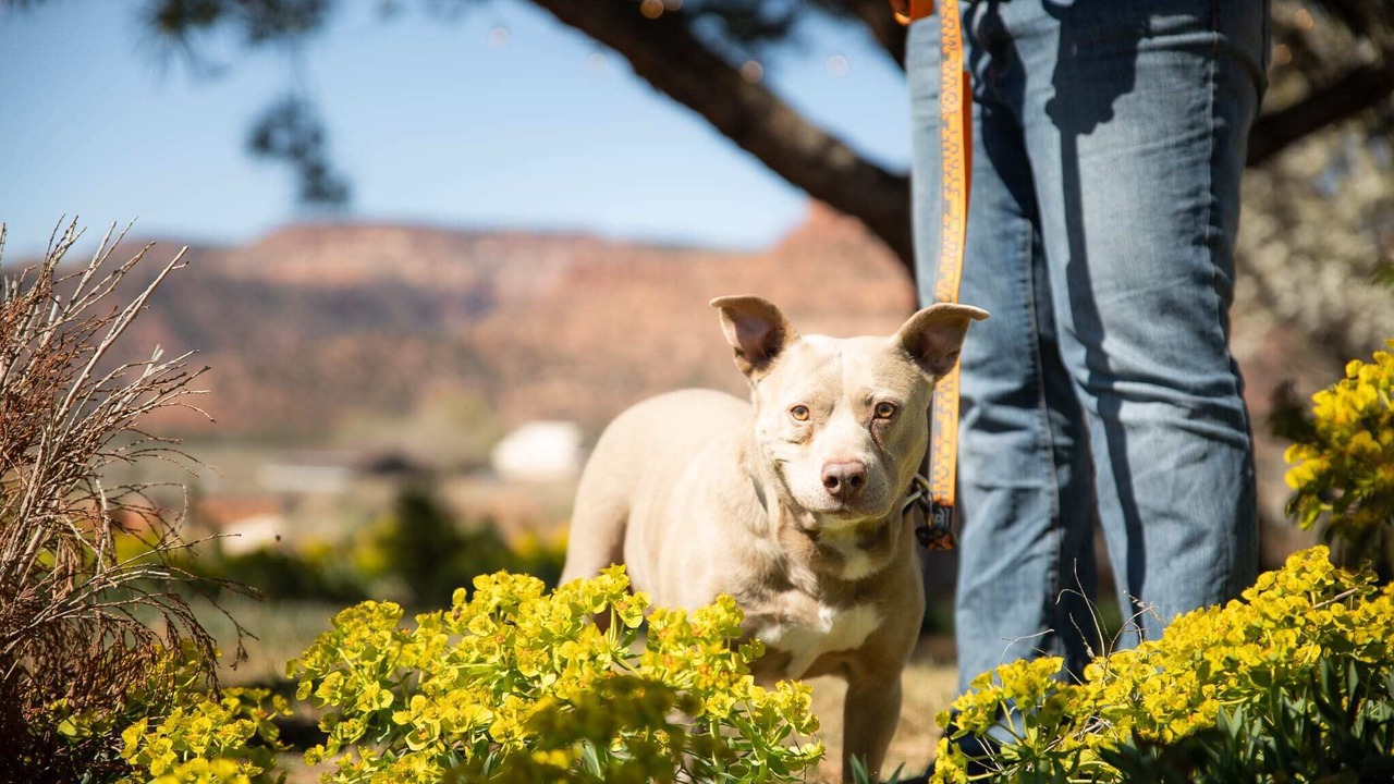 Photo of Others in Kanab