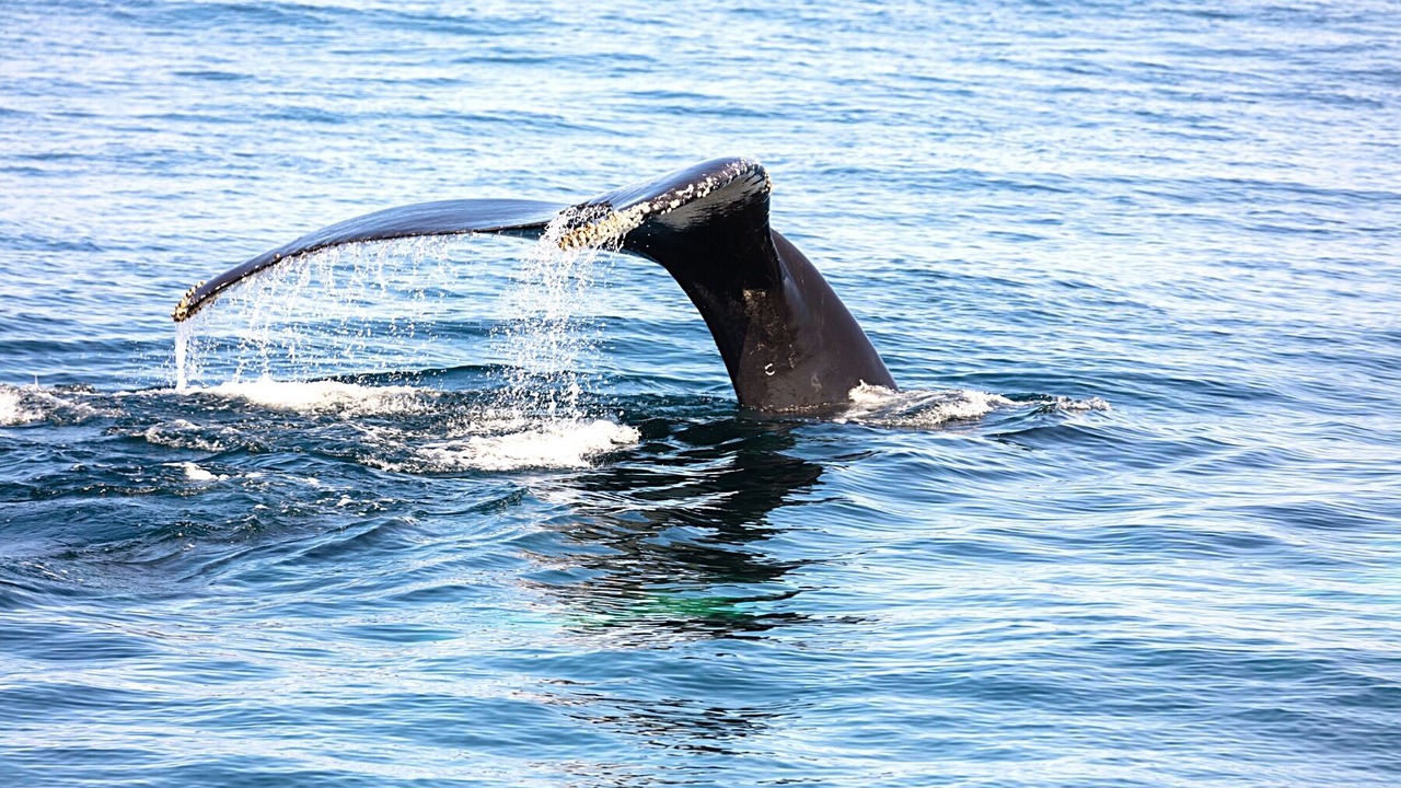 Photo of Others in Centerville