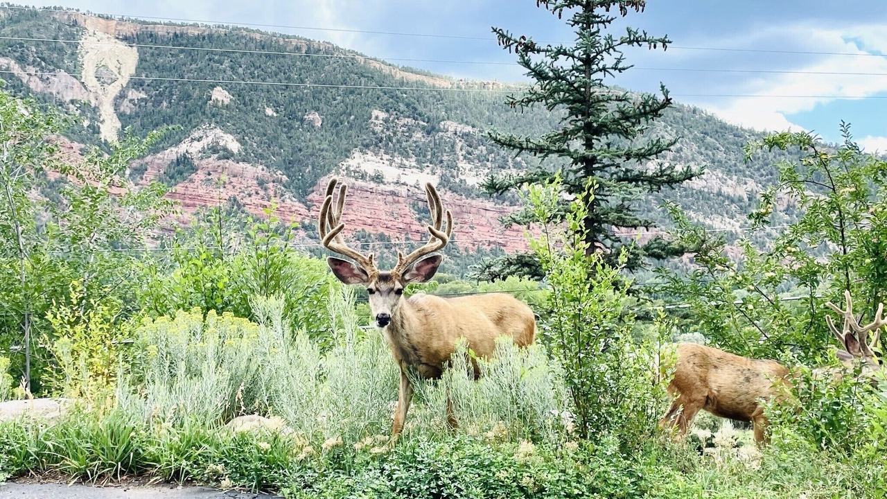 Photo of Others in Durango