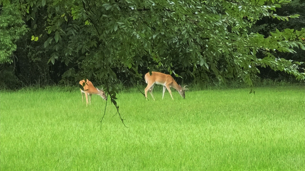 Photo of Outdoor in Dogwood