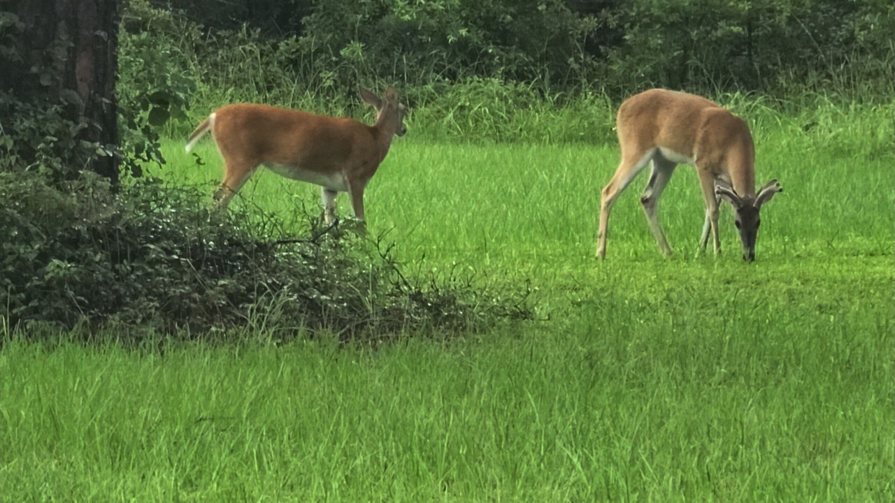Photo of Others in Dogwood