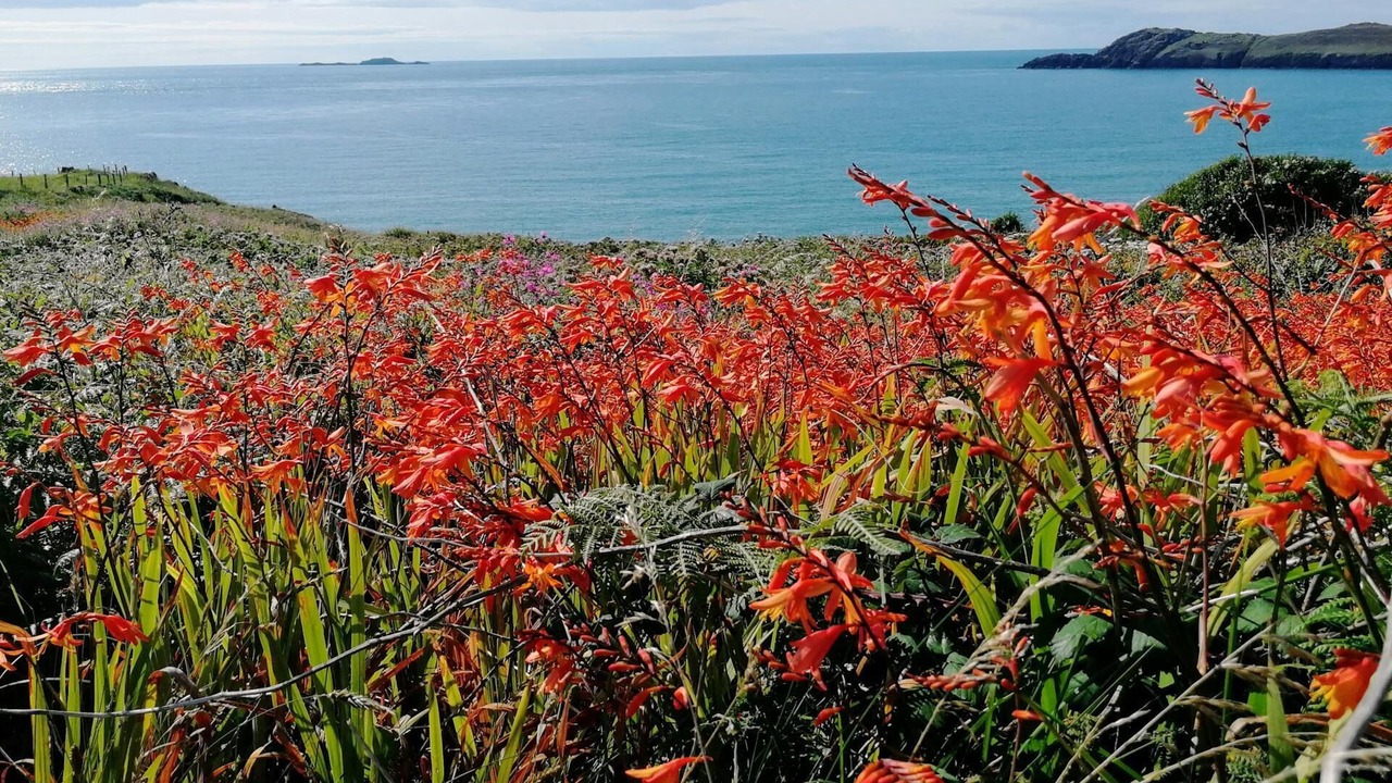 Photo of Others in St Brides