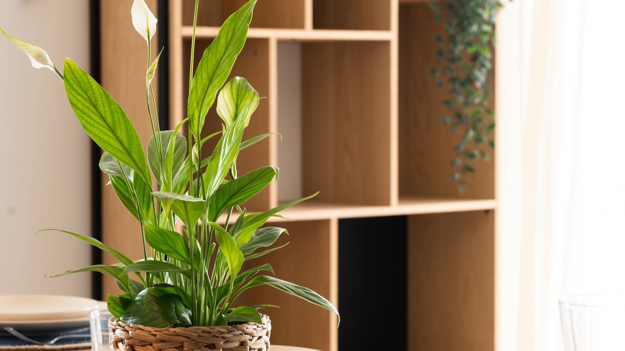 Photo of Others in Saint-Hilaire-de-Loulay