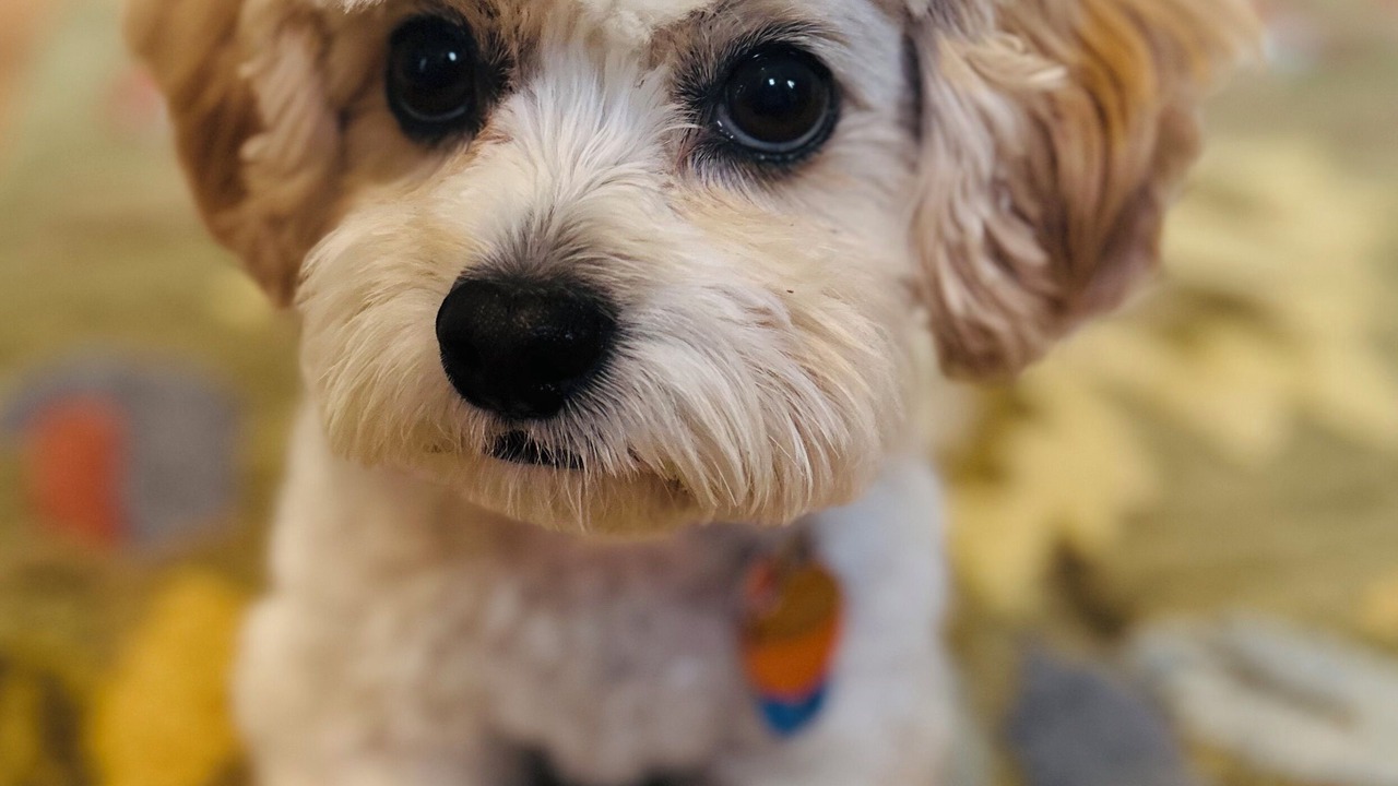 Photo of Others in Richmond