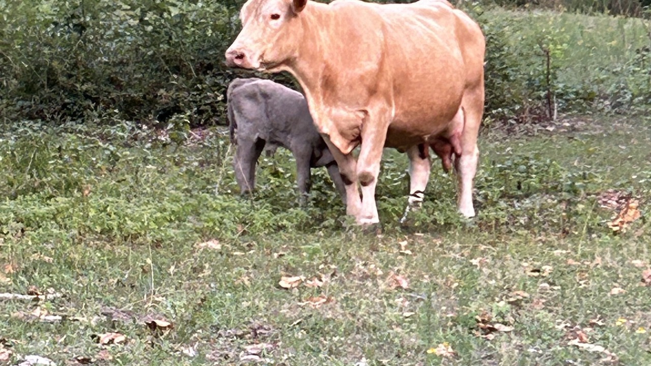 Photo of Outdoor in Yellville