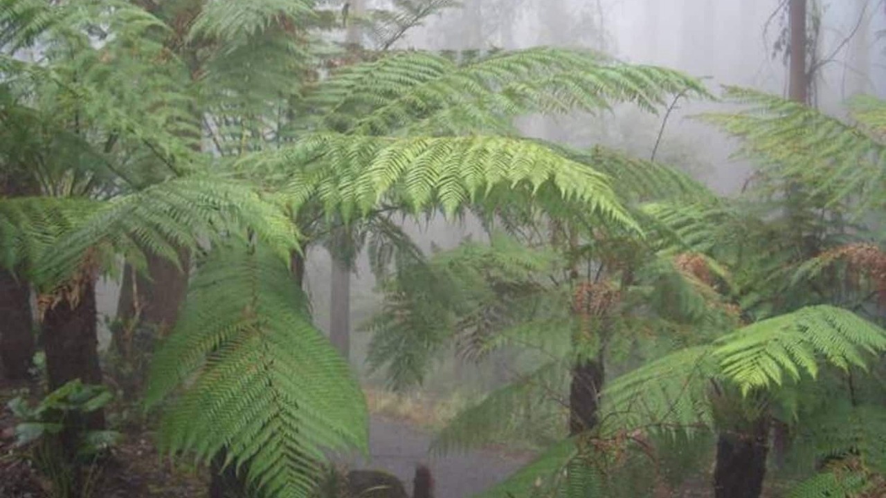 Photo of Others in Mount Dandenong