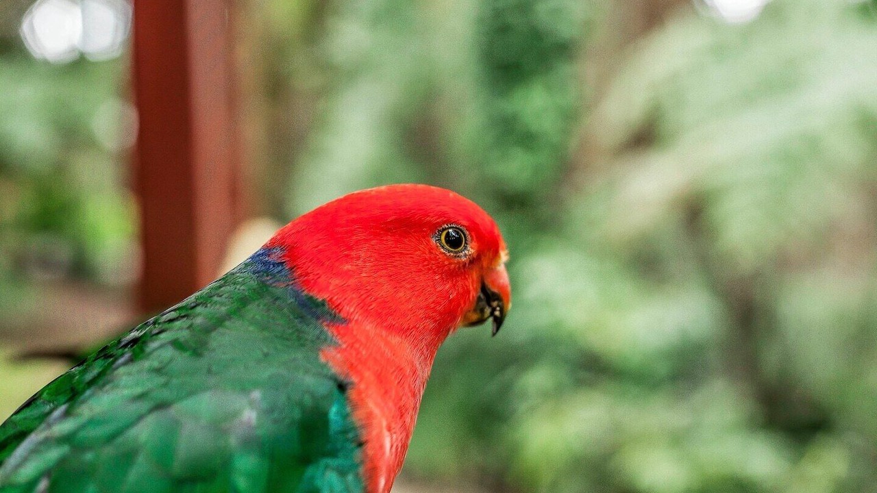 Photo of Others in Mount Dandenong