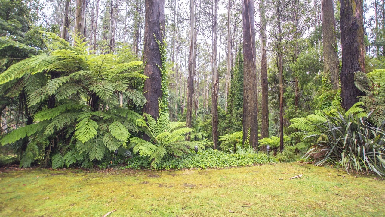 Photo of Others in Mount Dandenong