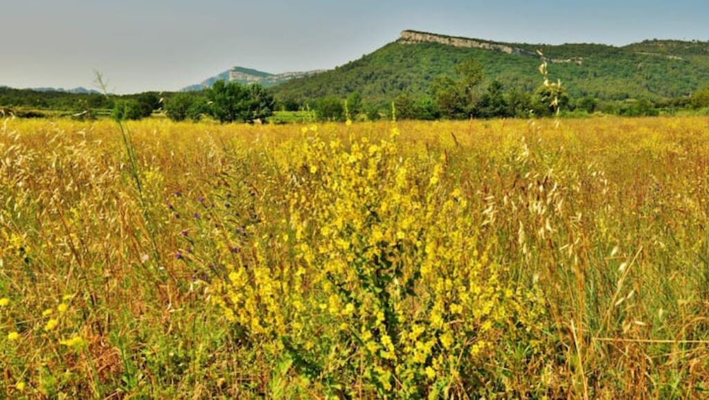 Photo of Outdoor in Valflaunes