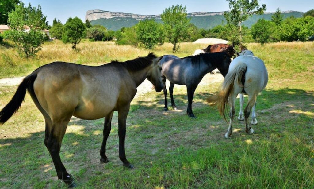 Photo of Others in Valflaunes