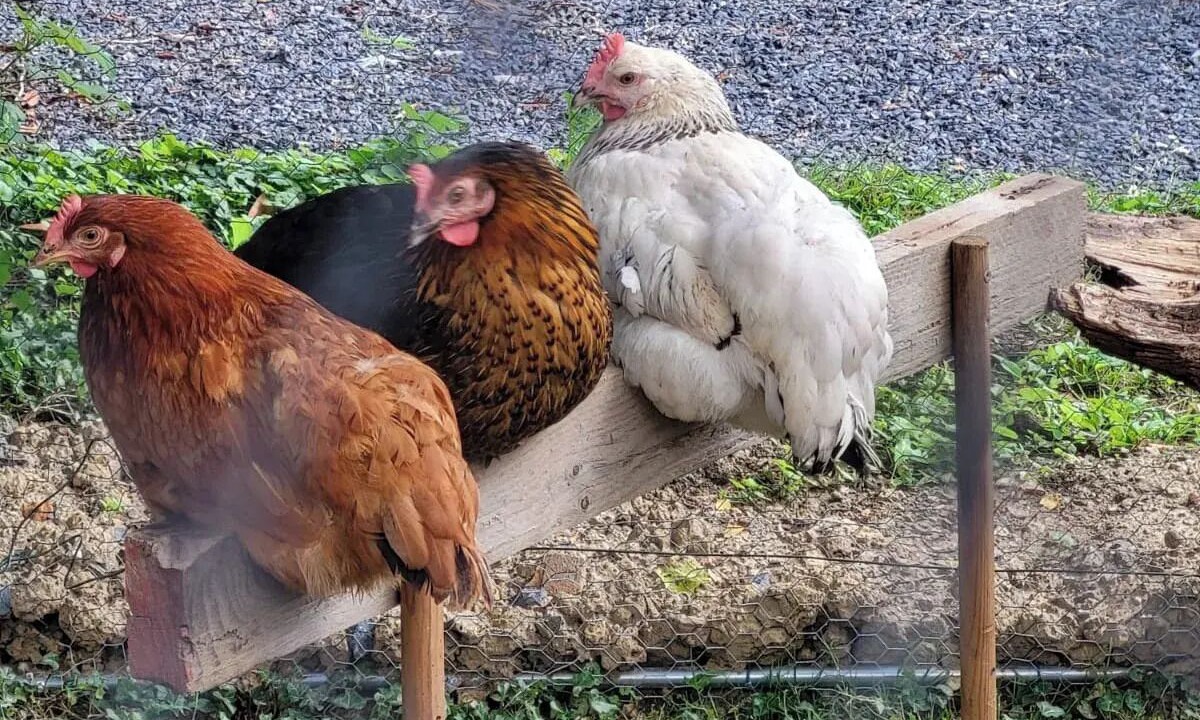 Photo of Others in Belval-sous-Chatillon