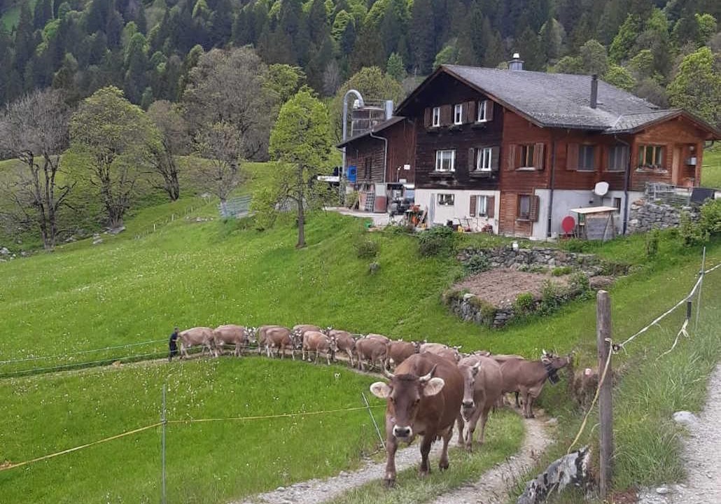 Photo of Others in Braunwald
