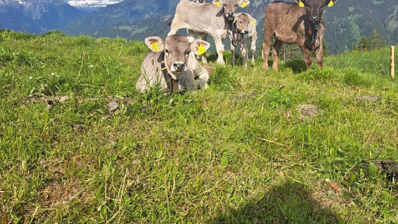 Photo of Others in Braunwald