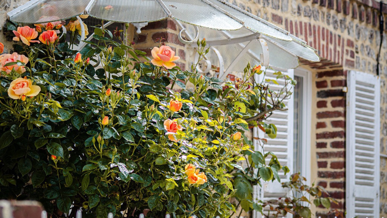 Photo of Outdoor in Yport