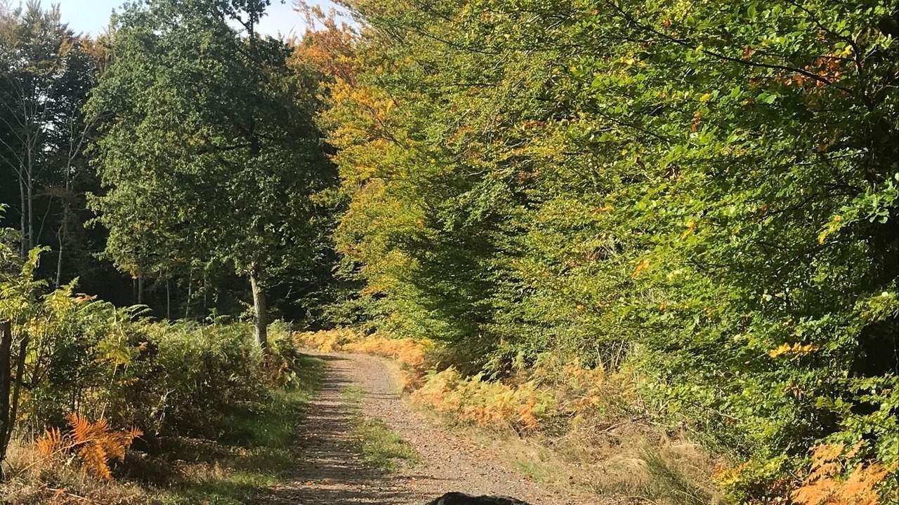 Photo of Outdoor in Saint-Bonnet-pres-Orcival
