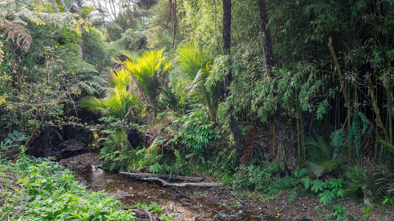 Photo of Outdoor in Kuaotunu