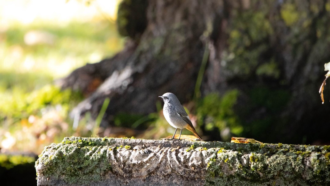 Photo of Others in Sauveterre-de-Comminges