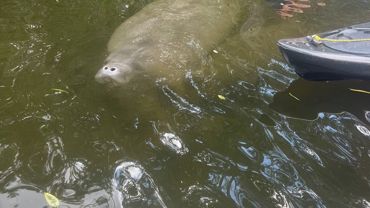 Photo of Others in Weeki Wachee Gardens