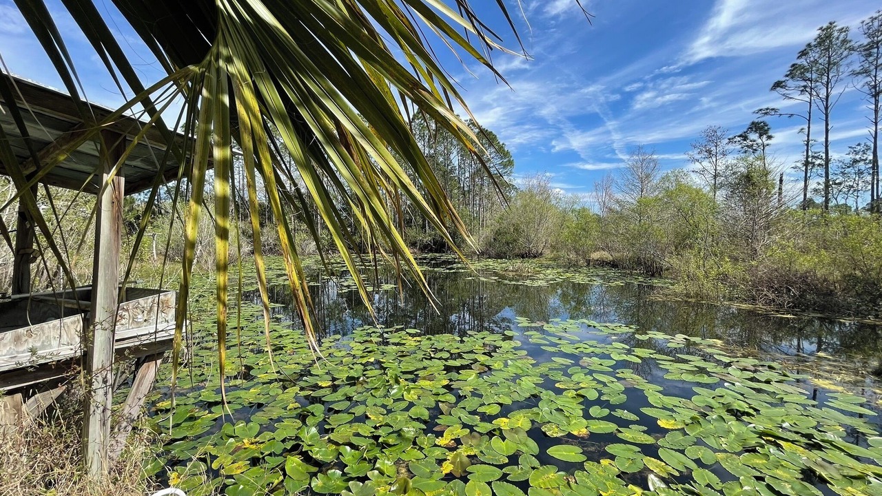 Photo of Outdoor in Steinhatchee