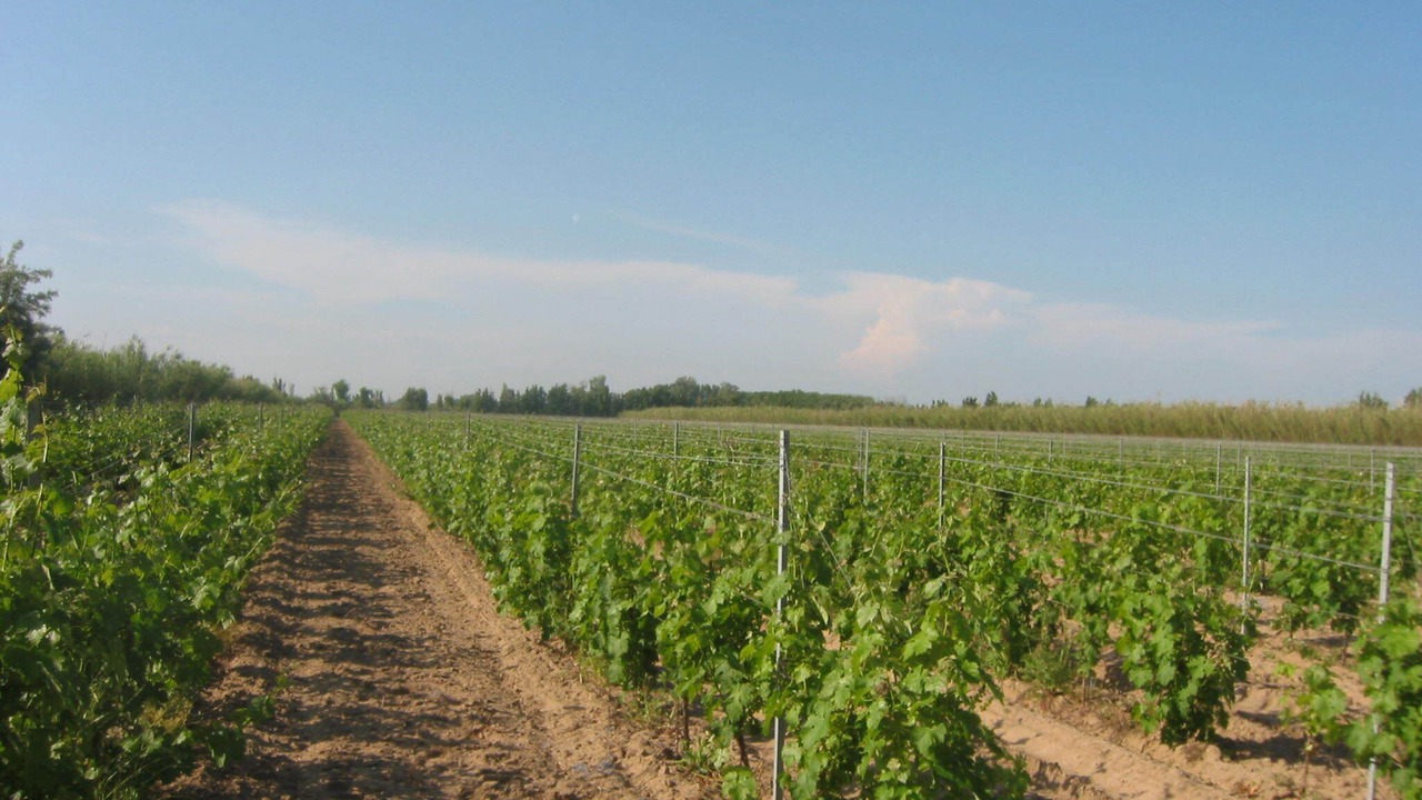 Photo of Outdoor in Vendres