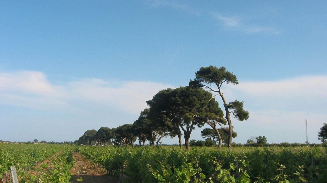 Photo of Outdoor in Vendres