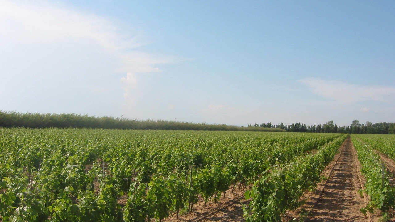 Photo of Outdoor in Vendres