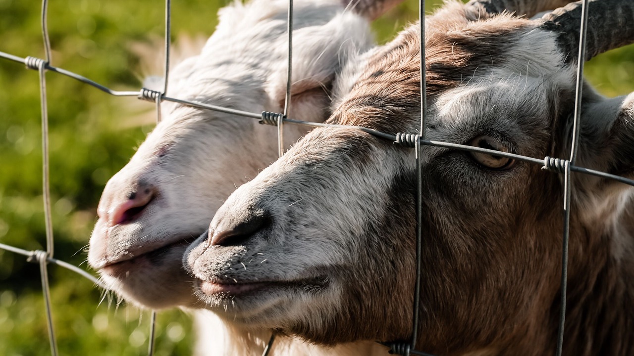 Photo of Others in Woodham Ferrers