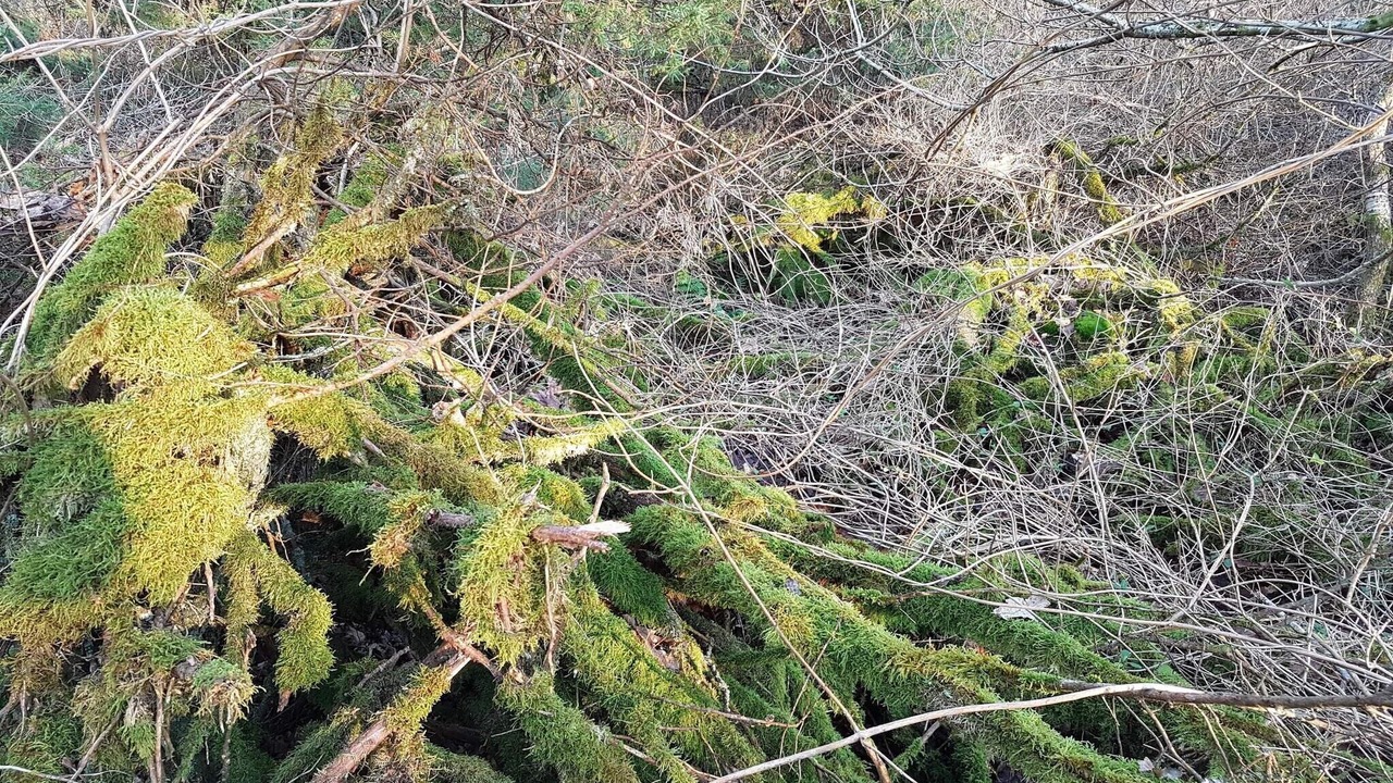 Photo of Others in Brovst